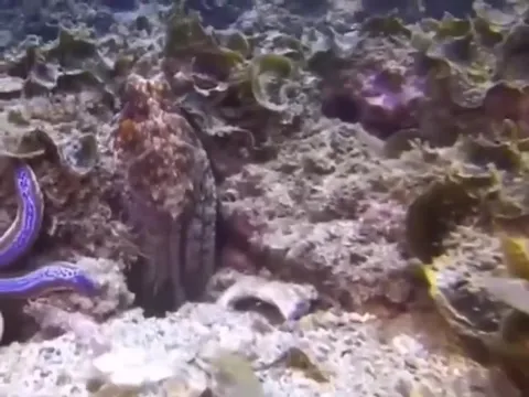 Осьминог прячется среди кораллов
