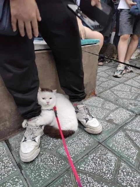 Кот не хочет уходить