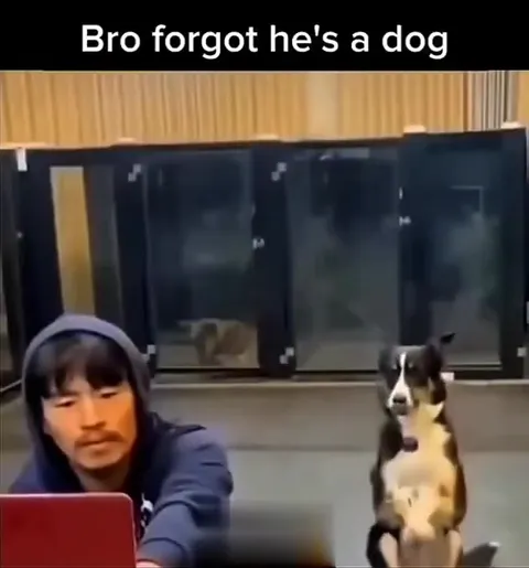 Dog Forgets He Is a Dog