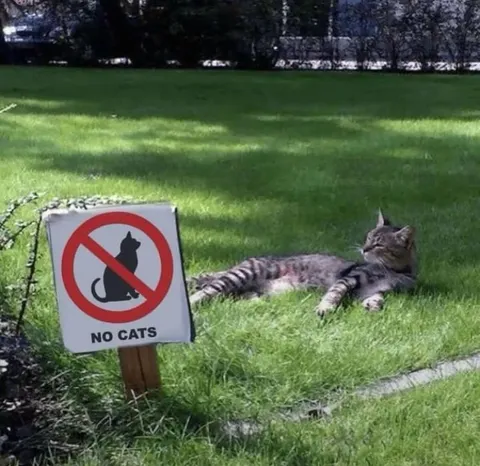 Cat Ignores No Cats Sign