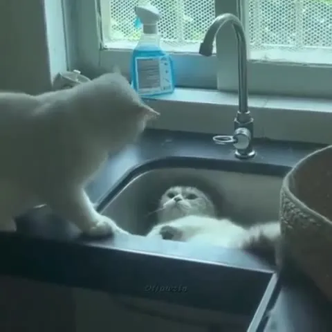 Кот принимает водные процедуры