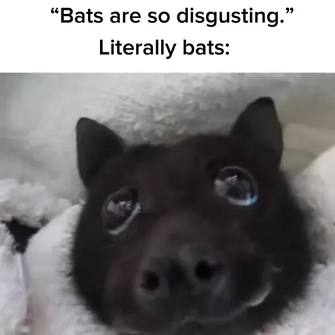 Adorable Bats Eating Snacks