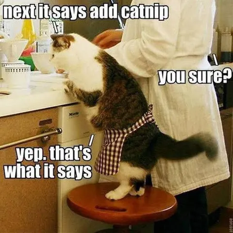 Catnip Recipe Instructions