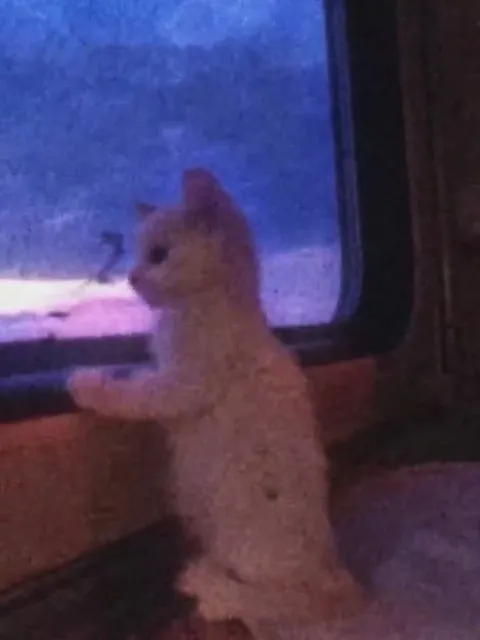 Котик смотрит на ночной сад