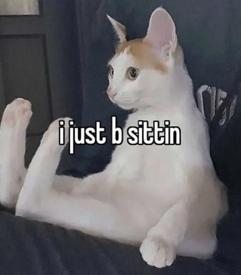 Cat Just Sitting