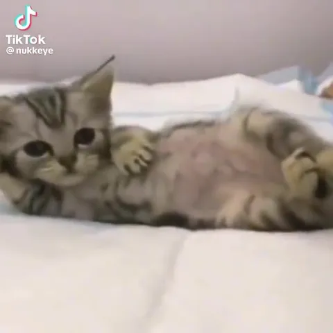 Котёнок под грустный Cupid
