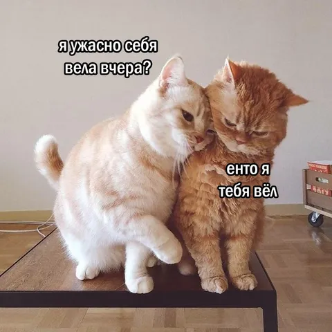 Коты вспоминают вчерашнее