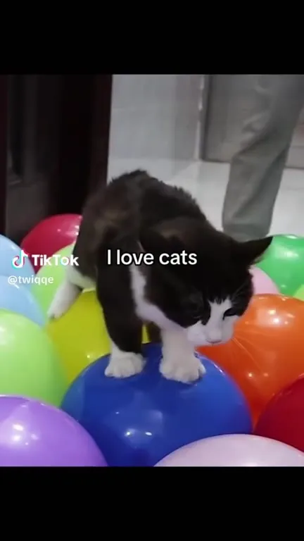 I Love Cats on Balloons