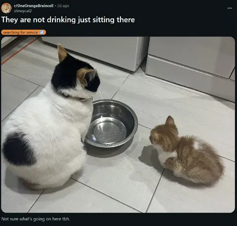 Cats Sitting by Empty Water Bowl