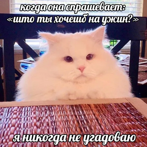 Кот не угадывает ужин