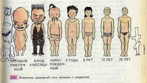 Изменение пропорций тела с возрастом