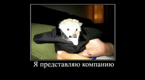 Ёжик выращивает кокаин в Камбодже