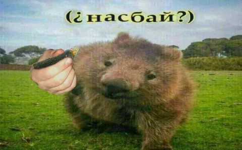 ¿насбай? Квокка просит насвай
