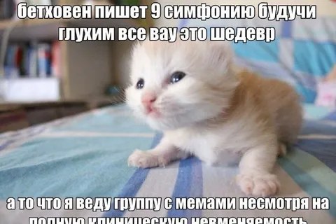Котёнок ведёт мемную группу
