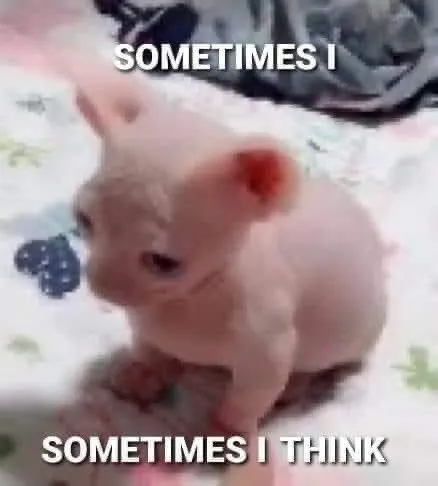 Sometimes I Think Hairless Cat
