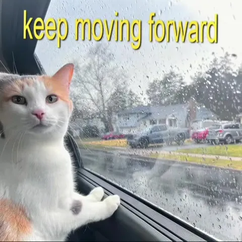 Motivational Cat Life Advice