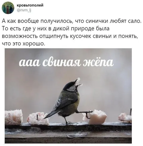 Синичка и свиная жёпа