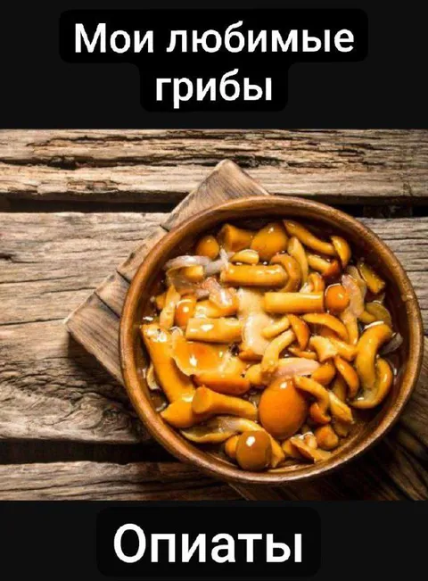 Мои любимые грибы — опяты
