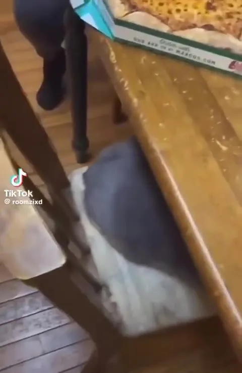 Кот выпрашивает пиццу