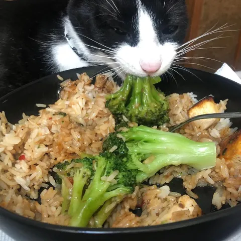 Кот ест брокколи