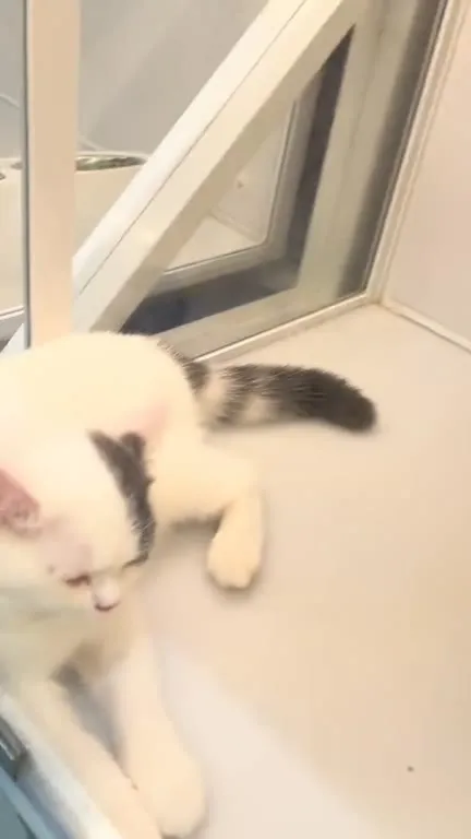 猫咪困在自动猫砂机里