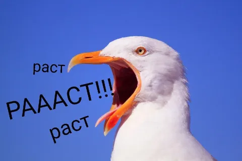 Кричащая чайка «РАААСТ!!!»