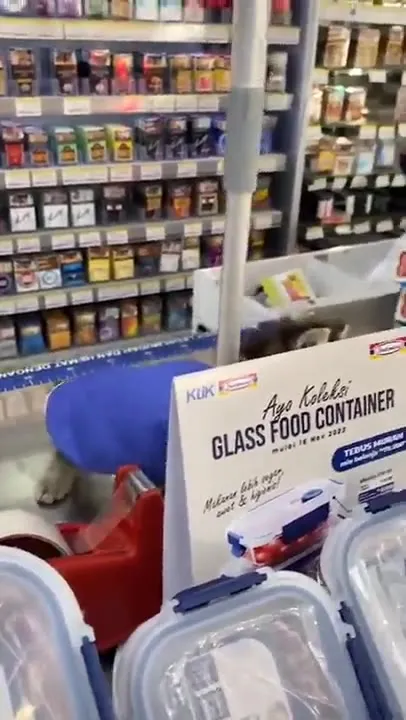 Anak Kucing Ikut Belanja