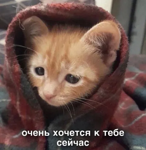 Котёнок хочет к тебе