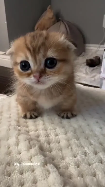 Котёнок с огромными глазами