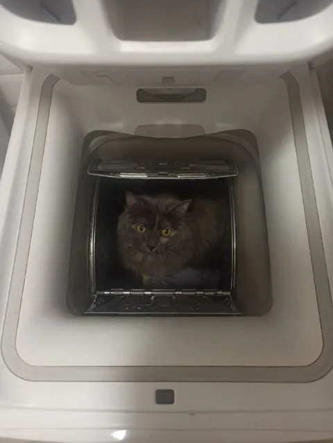 Кот залез в стиральную машину