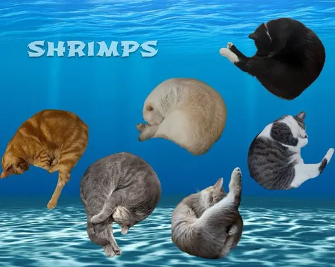 Underwater Shrimp Cats