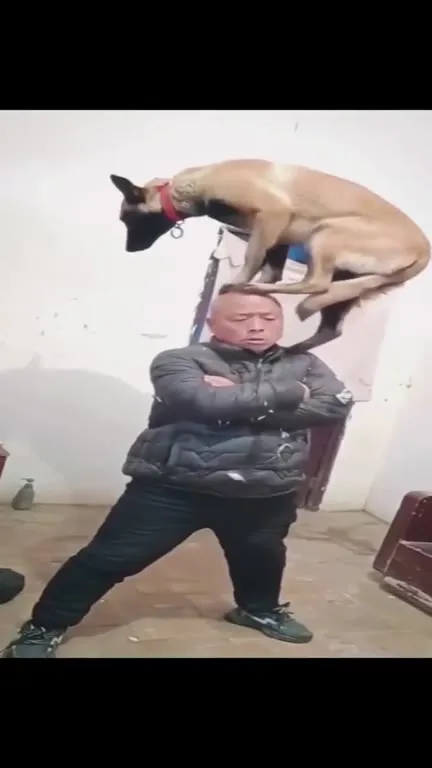 Собака сидит на голове