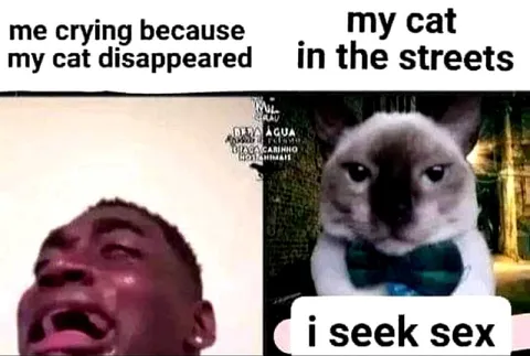 My Cat Disappeared for Sex