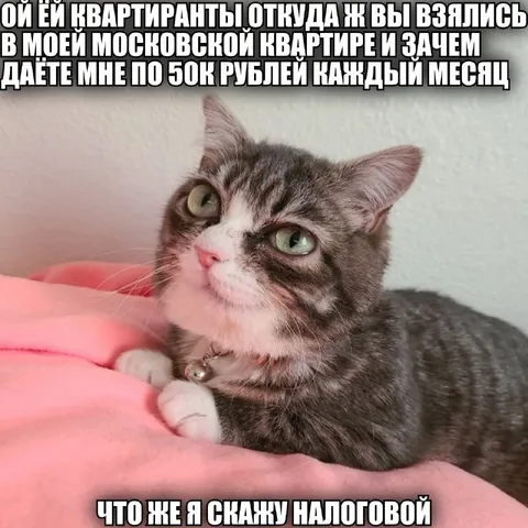 Кот и московские квартирнаты
