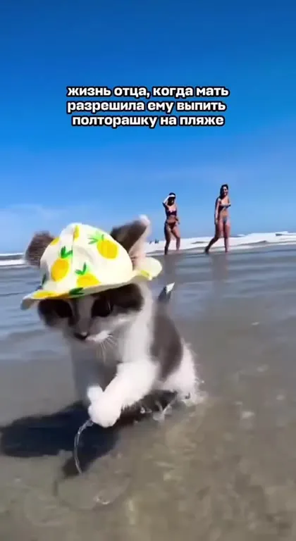 Кот на пляже с полторашкой