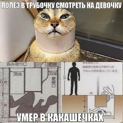Кот полез в трубочку
