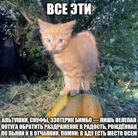 Котёнок на тыкве