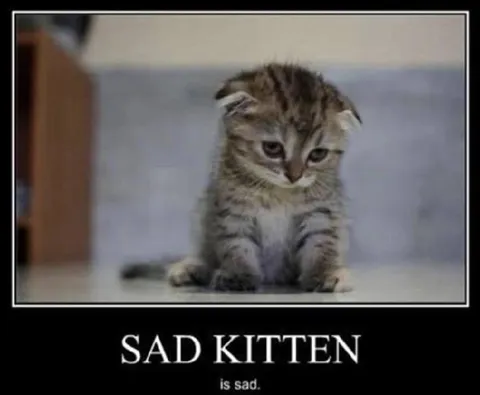 Sad Kitten Is Sad