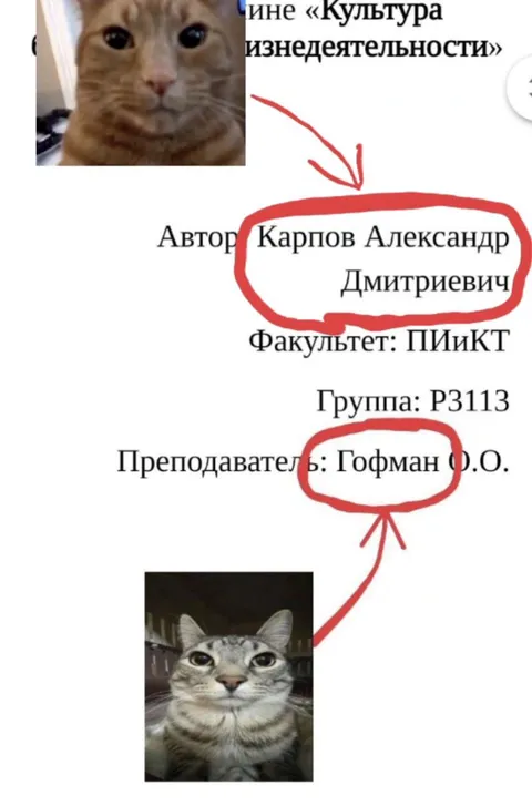 Коты нашли однофамильцев