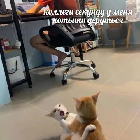 Коллеги секунду у меня котики дерутся