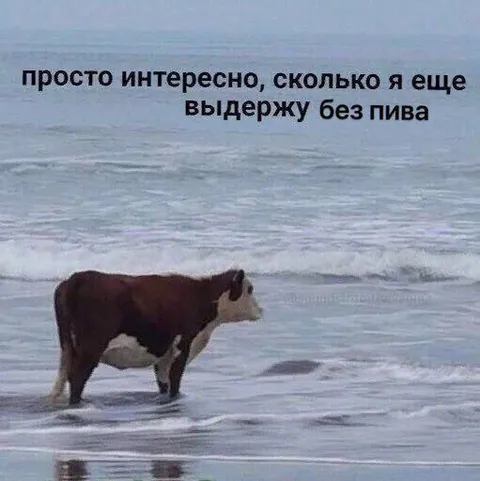 Корова без пива