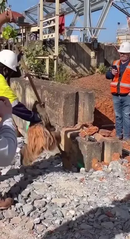 Ленивец на великом пути