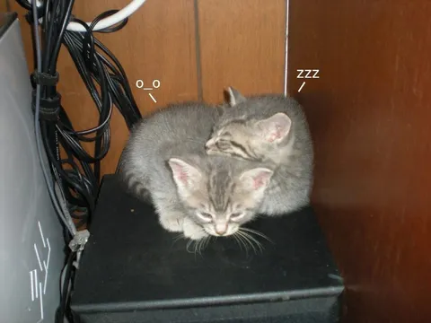 Котята спят на технике
