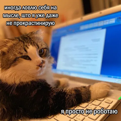 Кот не работает
