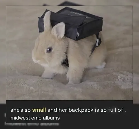 Tiny Rabbit With Midwest Emo Albums