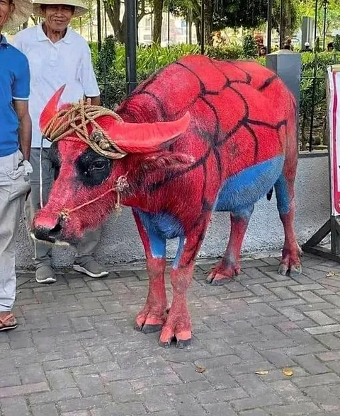 Бык в костюме Человека-паука