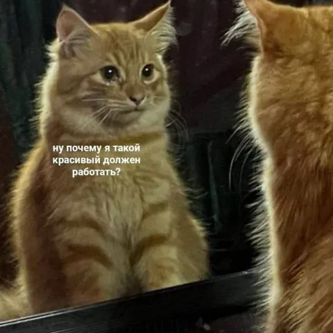 Красивый кот должен работать