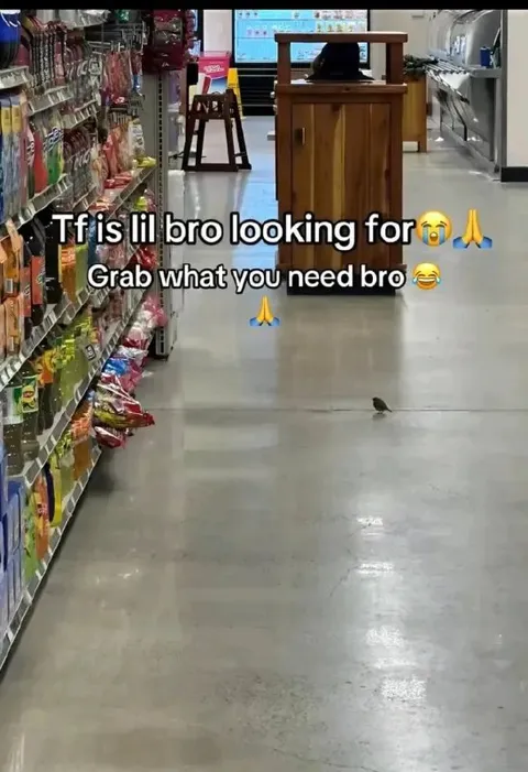 Little Bro Shopping for Something