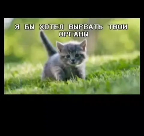 Котёнок угрожает вызвать полицию