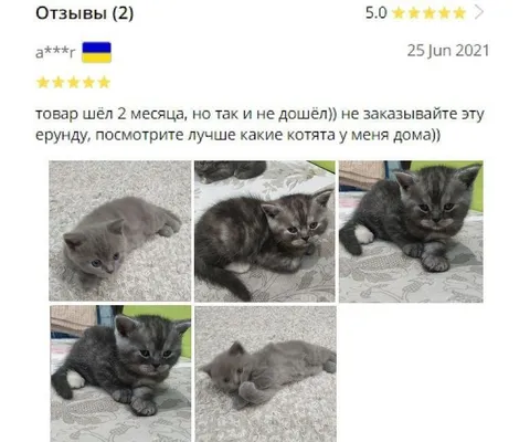 Котята вместо посылки
